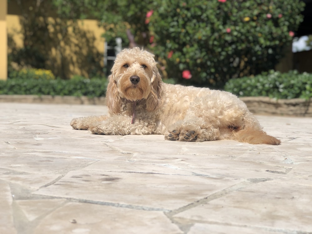 brown dog lying on floor