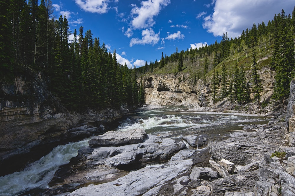 rocky river with pine trees in both banks