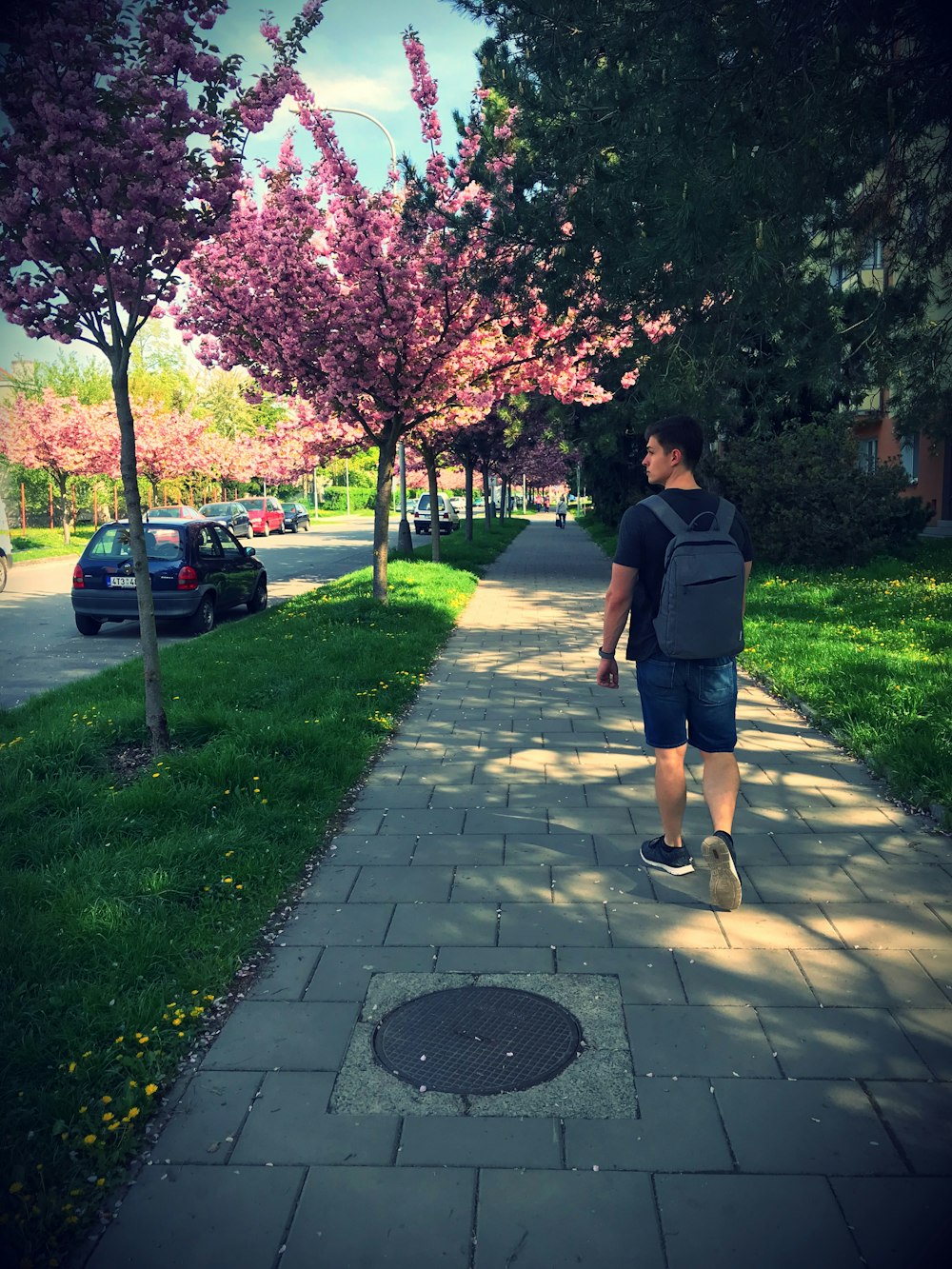 man walking beside pink cherry blossom