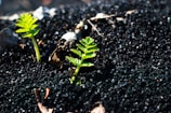 Close-up of rich, dark soil with tiny green seedlings sprouting.