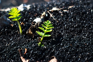 Two small green seedlings are emerging from dark soil. The soil appears rich and granular, with a few dry leaves scattered around. The sunlight highlights the vibrant green of the seedlings, creating a contrast with the dark background.