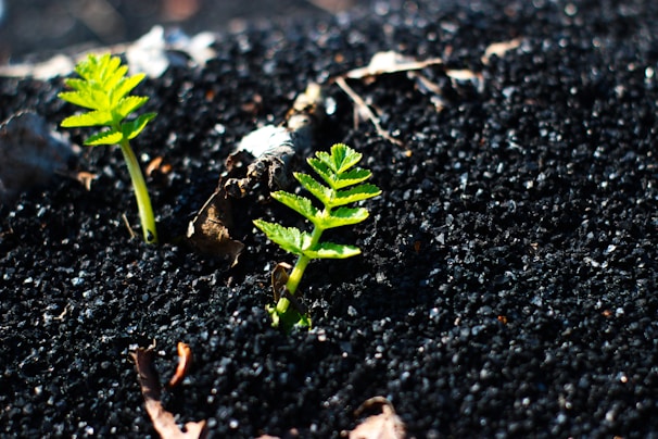 Two small green seedlings are emerging from dark soil. The soil appears rich and granular, with a few dry leaves scattered around. The sunlight highlights the vibrant green of the seedlings, creating a contrast with the dark background.