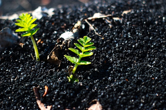 A close-up of rich, dark soil with green seedlings sprouting under warm sunlight.