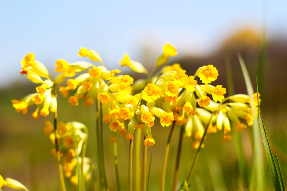 yellow petaled flowers