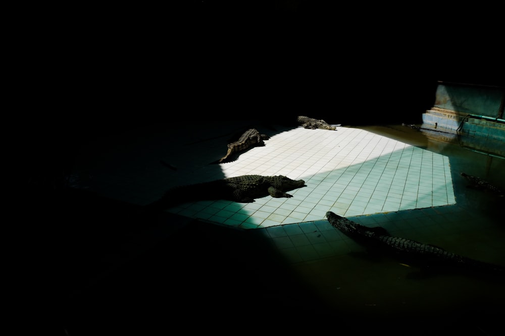 crocodiles in open area