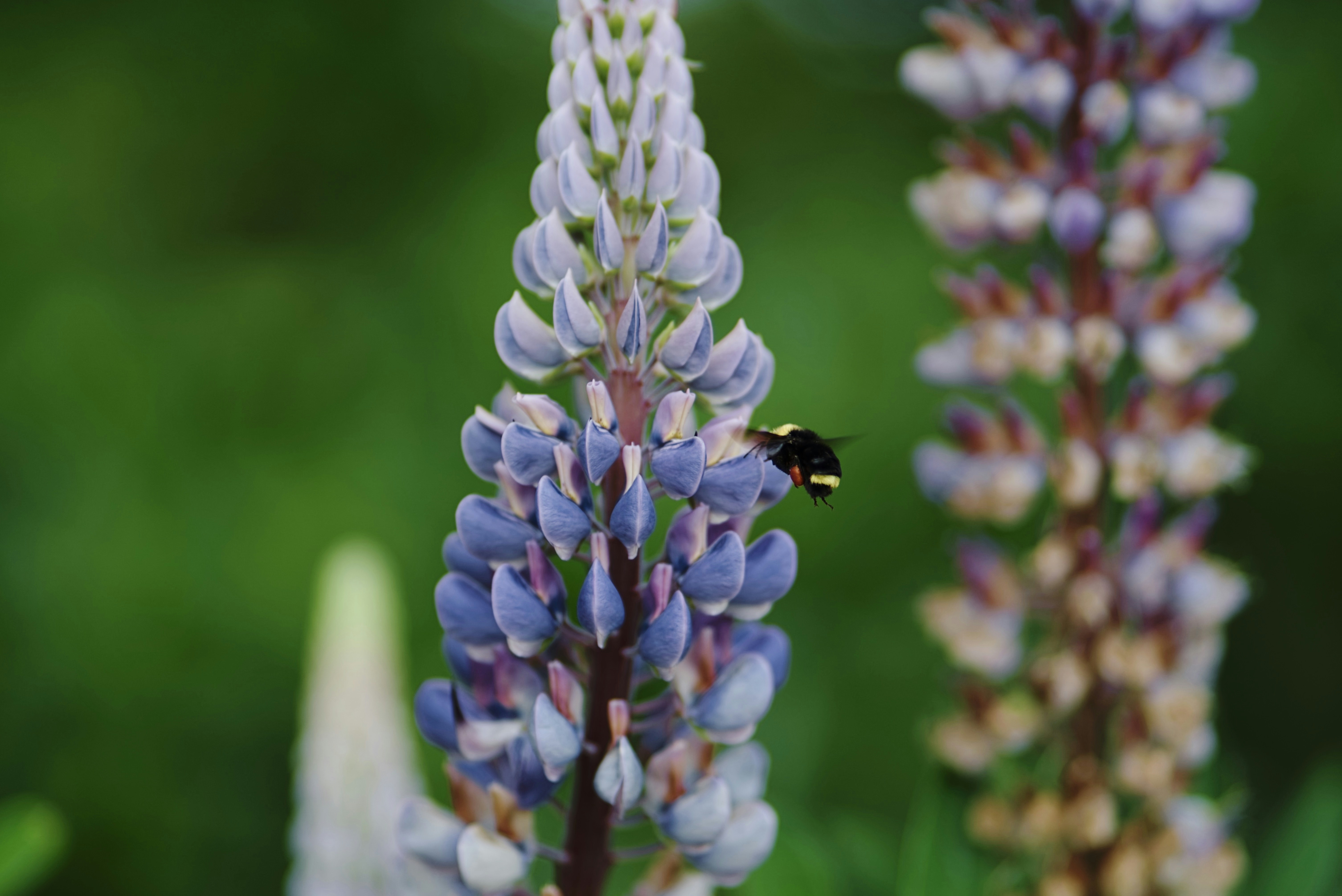 Photo by doctortinieblas