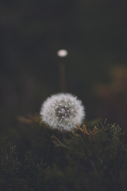 Studia w Belgii: kompletny przewodnik dla Polaków 2026