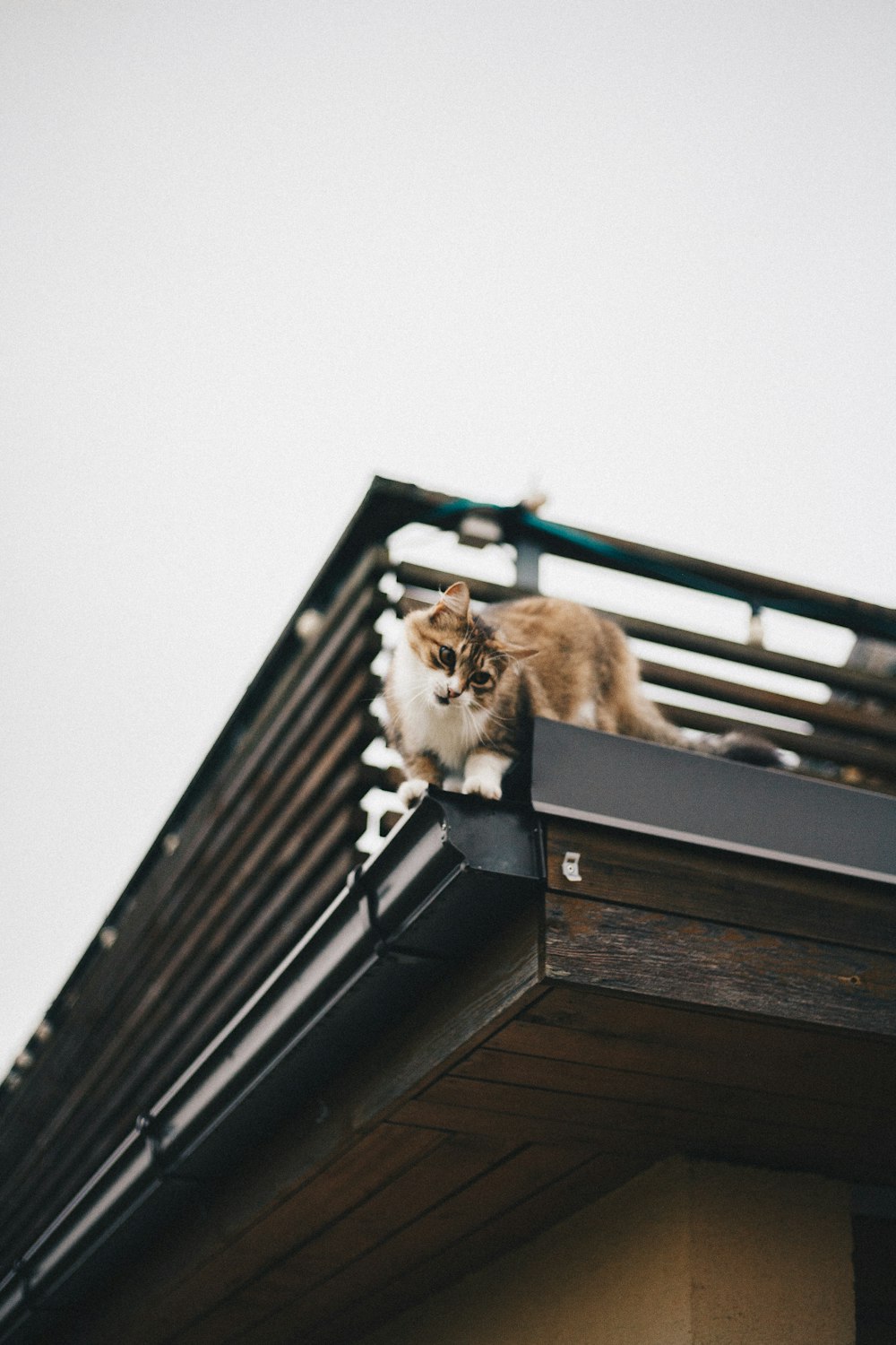 cat on top of building