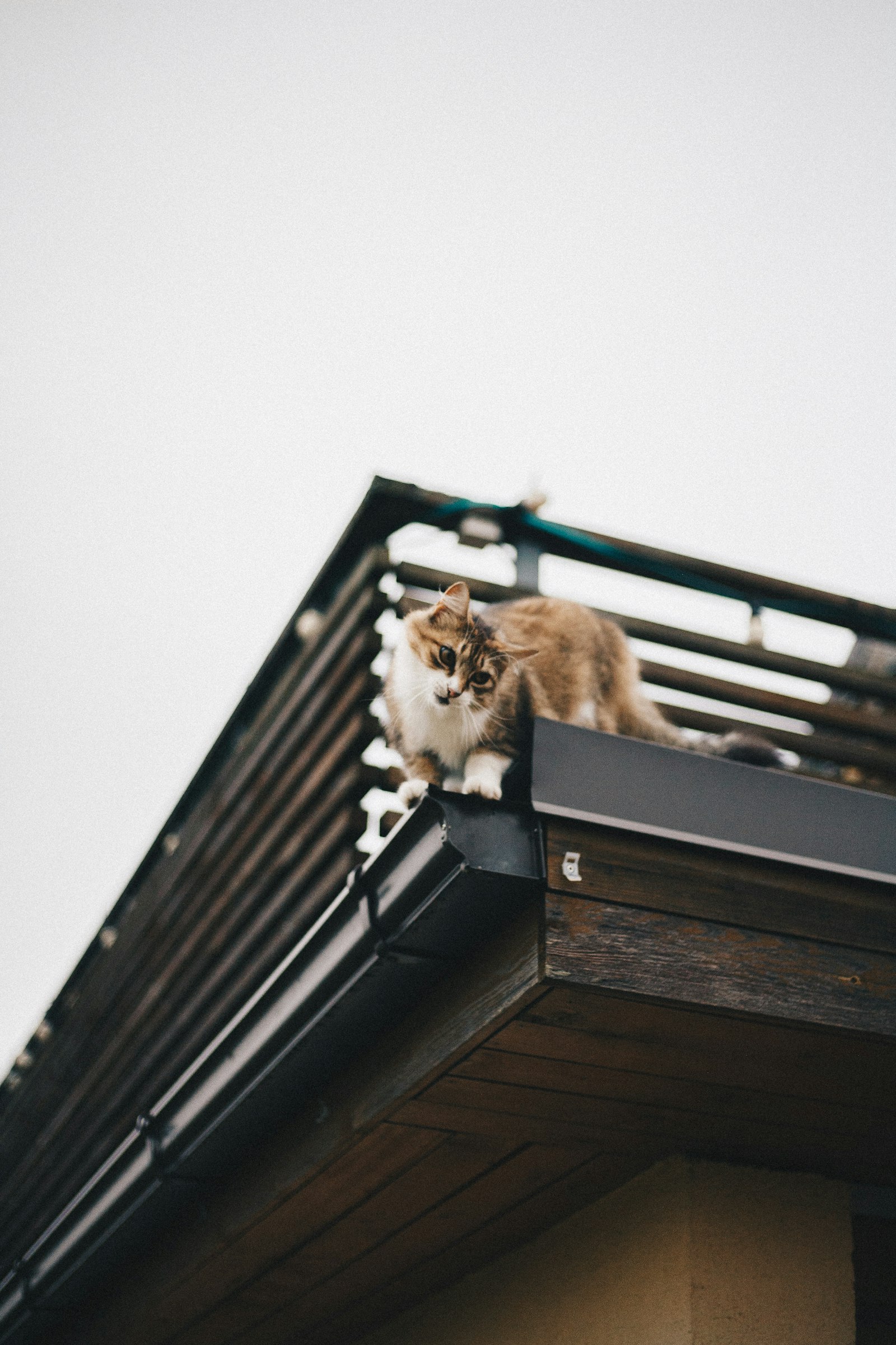 Canon EOS 5D + Canon EF 50mm F1.8 STM sample photo. Cat on top of photography