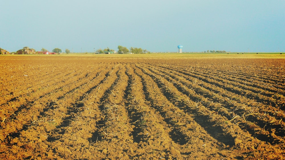 empty field during daytime