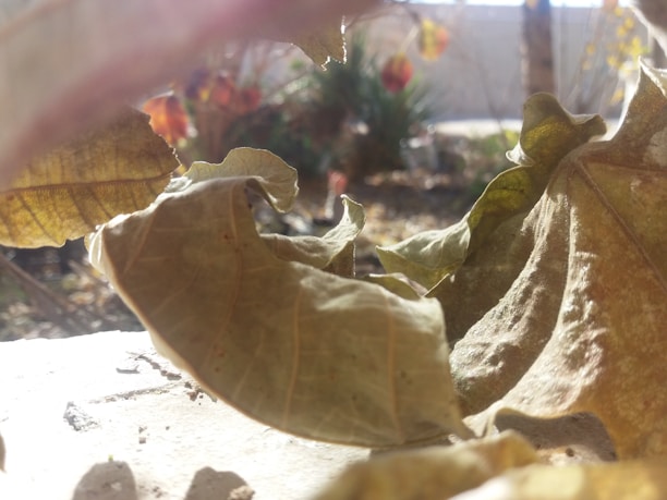Soft sunlight filtering through leafy branches onto a wooden table with scattered dried herbs and skincare products.