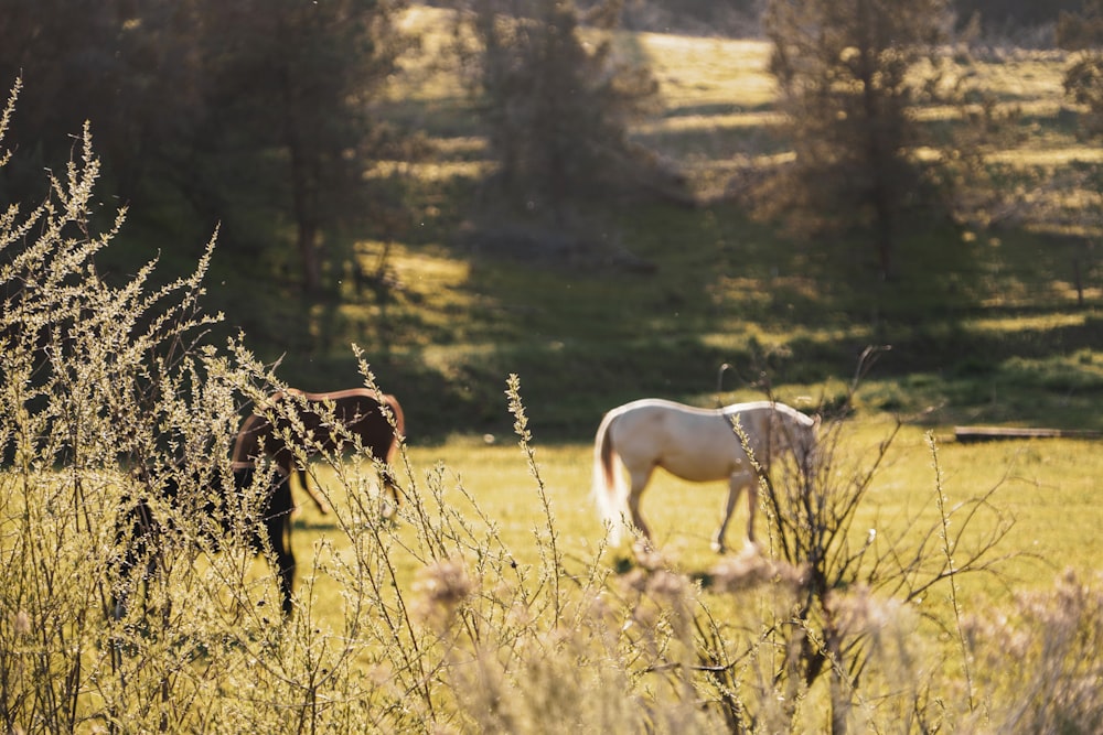 fotografia di cavalli bianchi