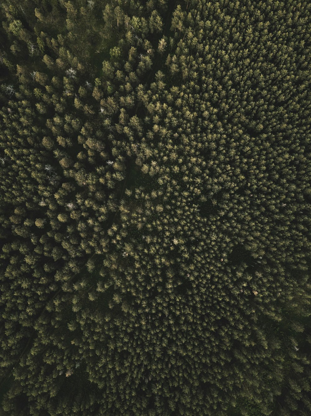 Photographie aérienne de grands arbres verts