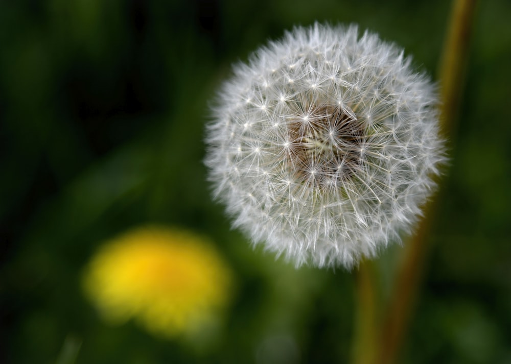 white dandelion