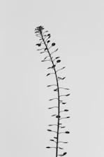 Minimalist icon of a leafy plant symbolizing natural nutrition.
