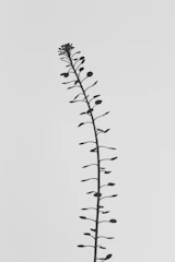 A simple black and white line art drawing of a plant with delicate, flowing lines.