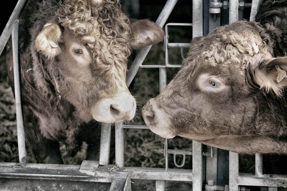 two brown cows