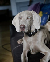 A Weimaraner dog is relaxing on a dark couch. Its light gray coat and distinct eyes are prominent, with a black collar around its neck. The background features a blurred view of furniture and colorful cushions.