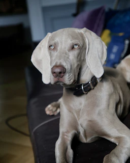 A Weimaraner dog is relaxing on a dark couch. Its light gray coat and distinct eyes are prominent, with a black collar around its neck. The background features a blurred view of furniture and colorful cushions.