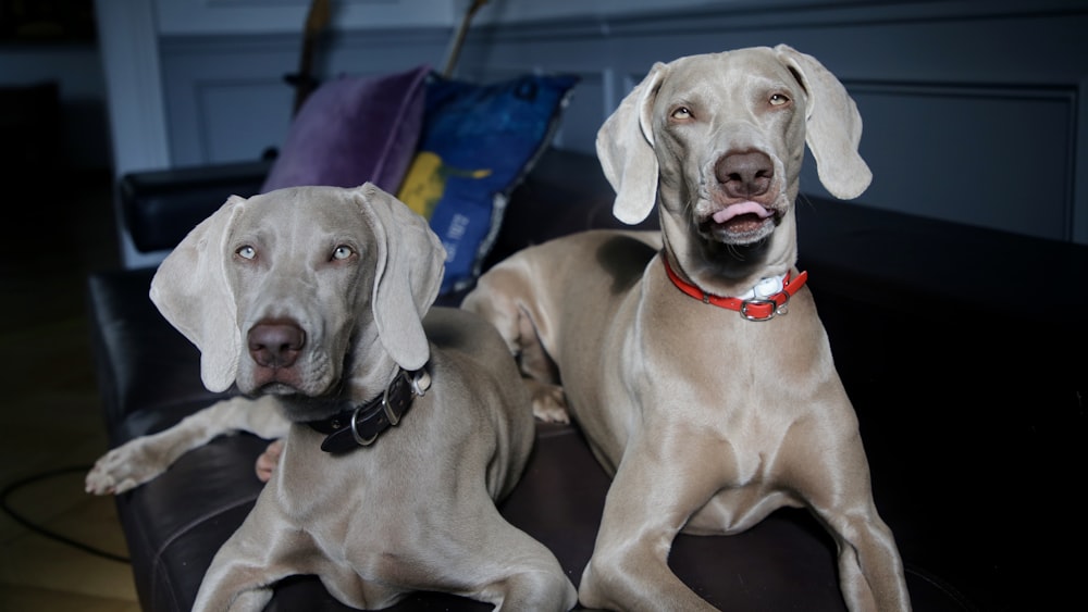 two gray dogs on sofa