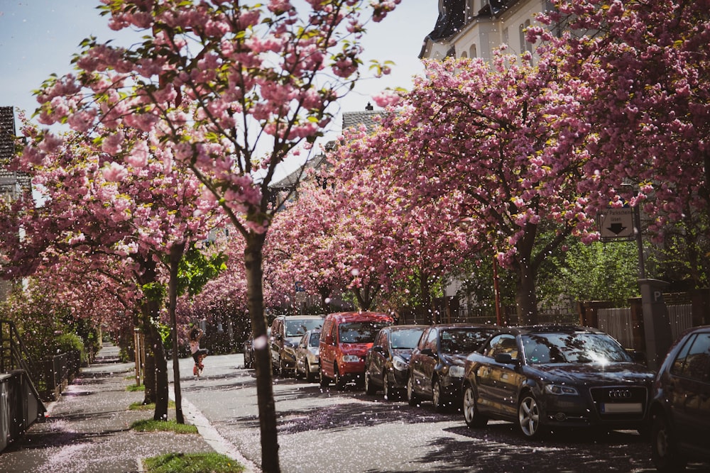 cars parked near tree