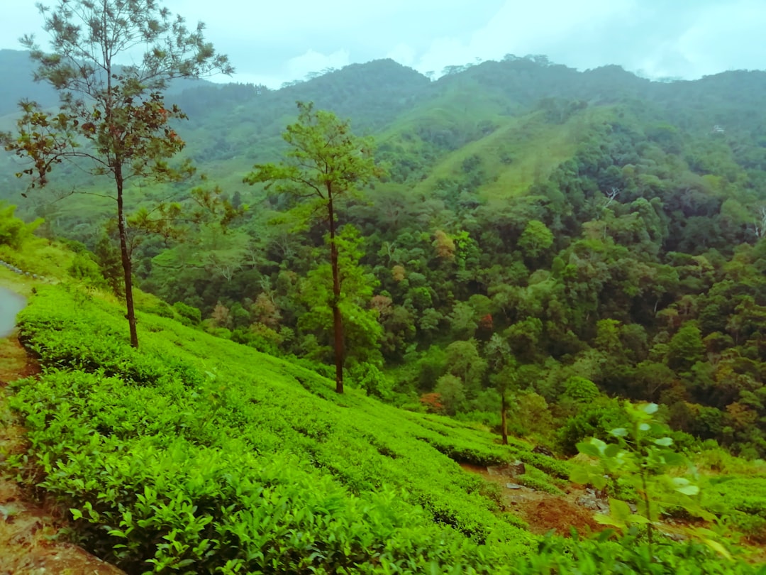 Tropical and subtropical coniferous forests photo spot Dedugala-Dolosbage Rd Nuwara Eliya