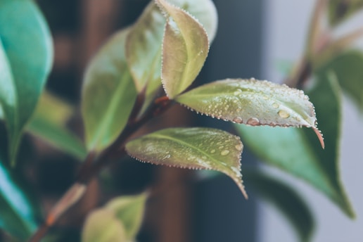 Close-up of green leaves with droplets of water, symbolizing natural cleaning ingredients.