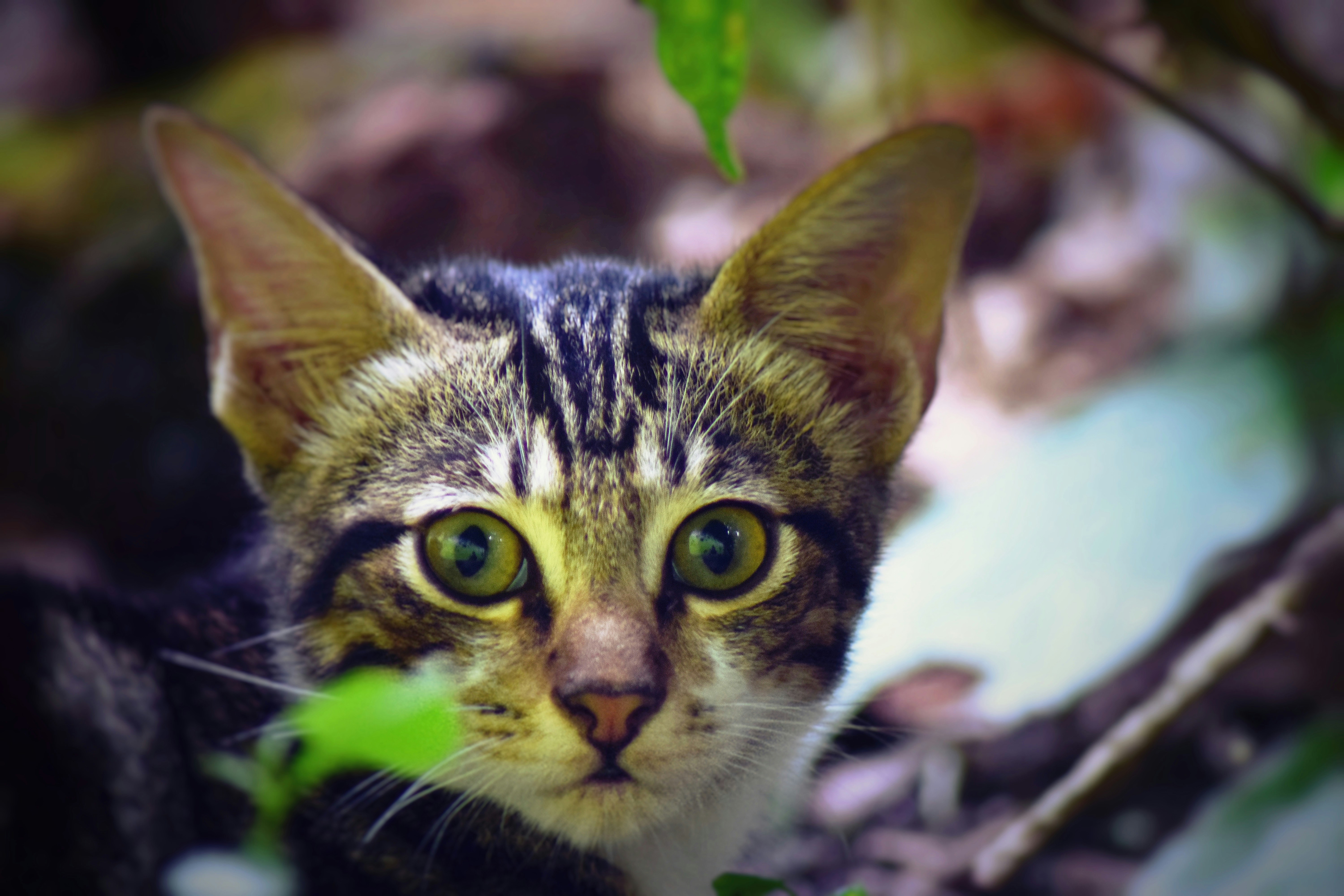 Photo by armoriaxstudio