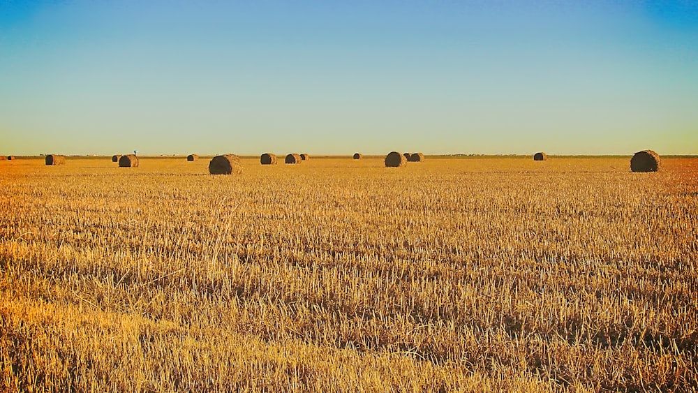 campo di erba marrone