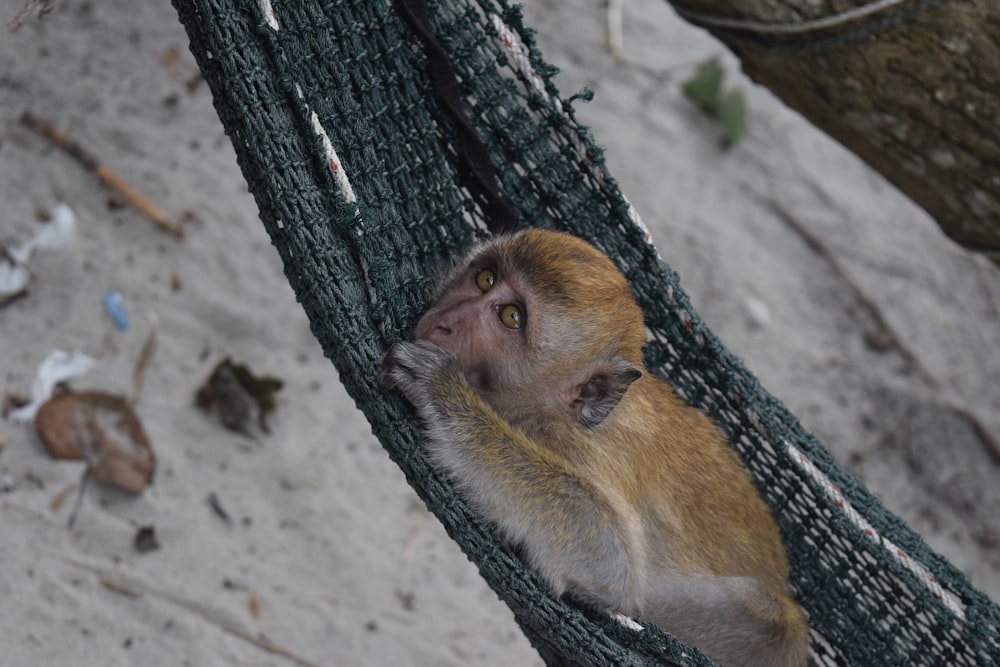 brown monkey lying on hammock