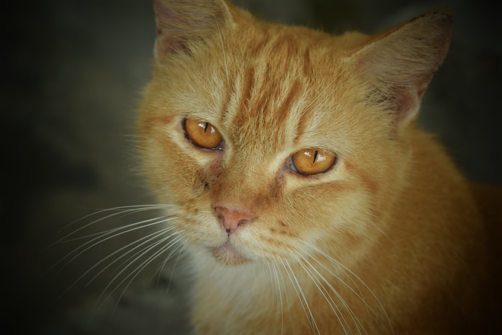 close-up photography of tabby cat