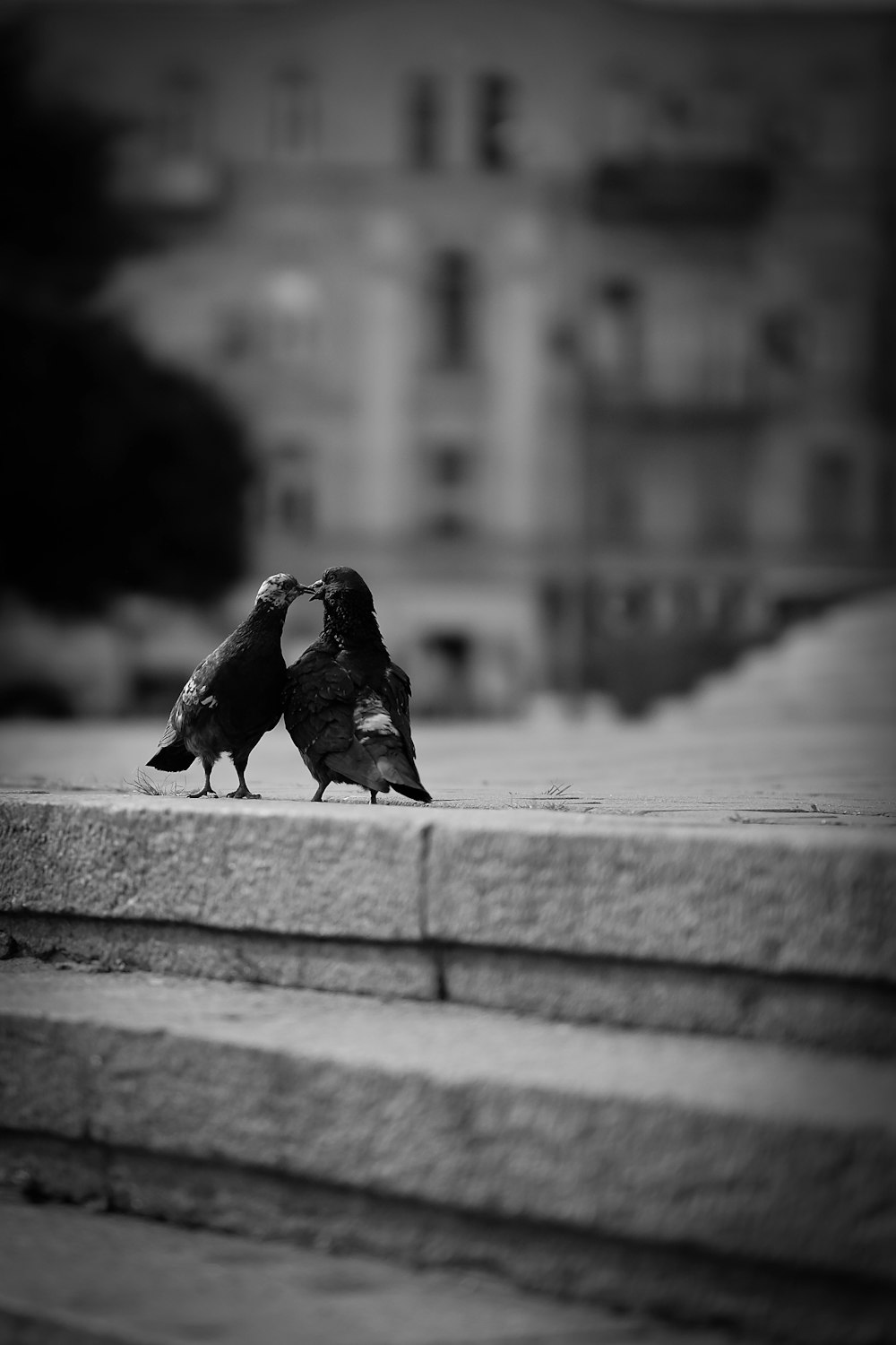 two doves feeding