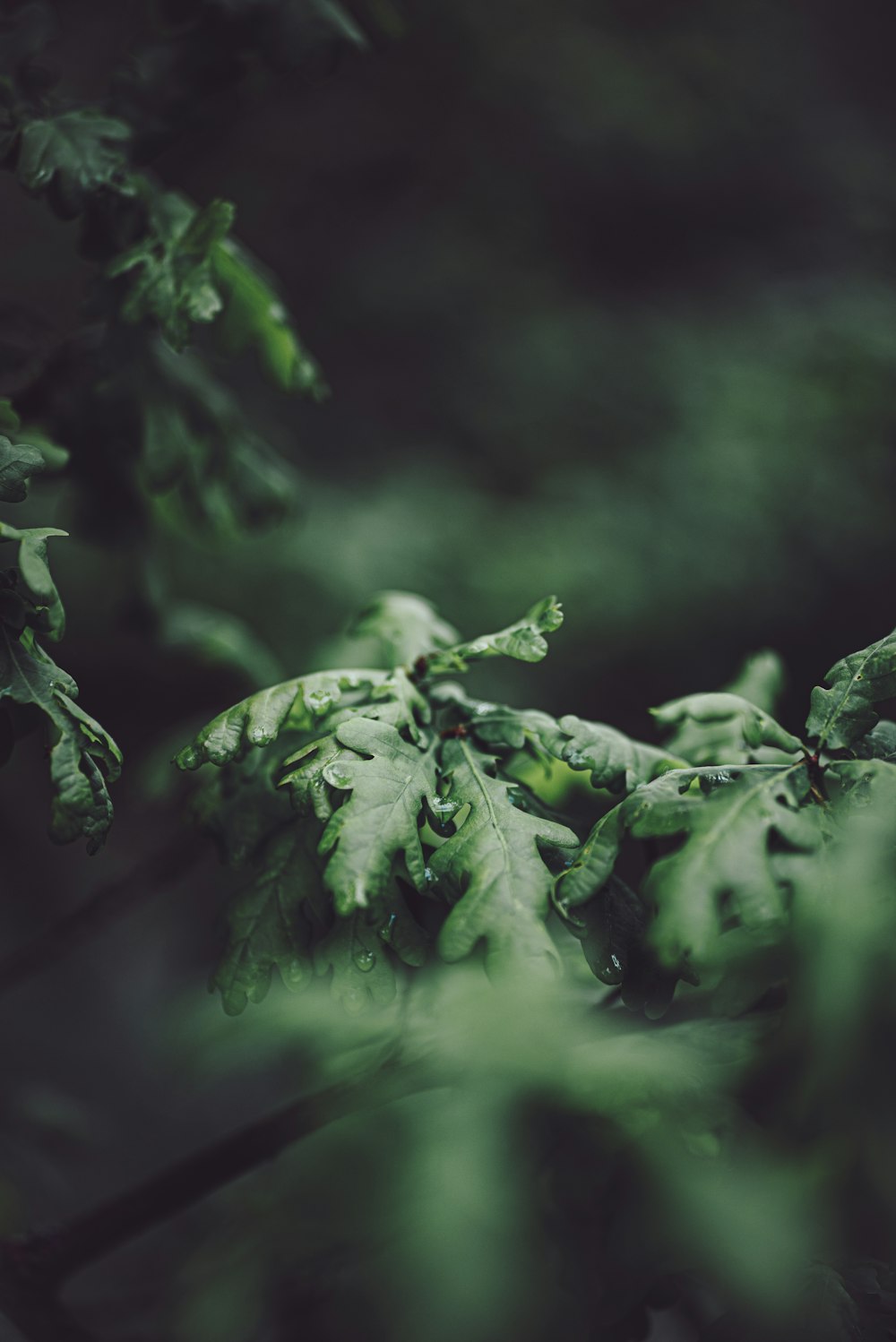 fotografia de foco seletivo de planta de folhas verdes