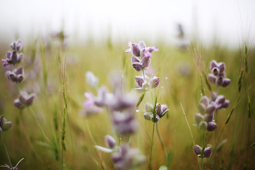 purple petaled flower