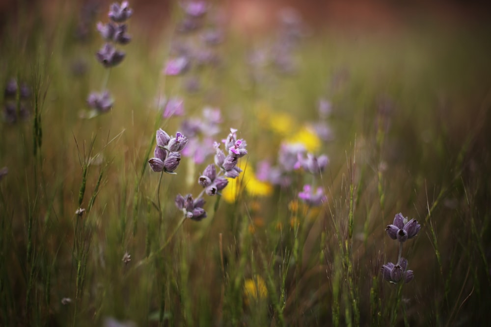 view of purple flowers field