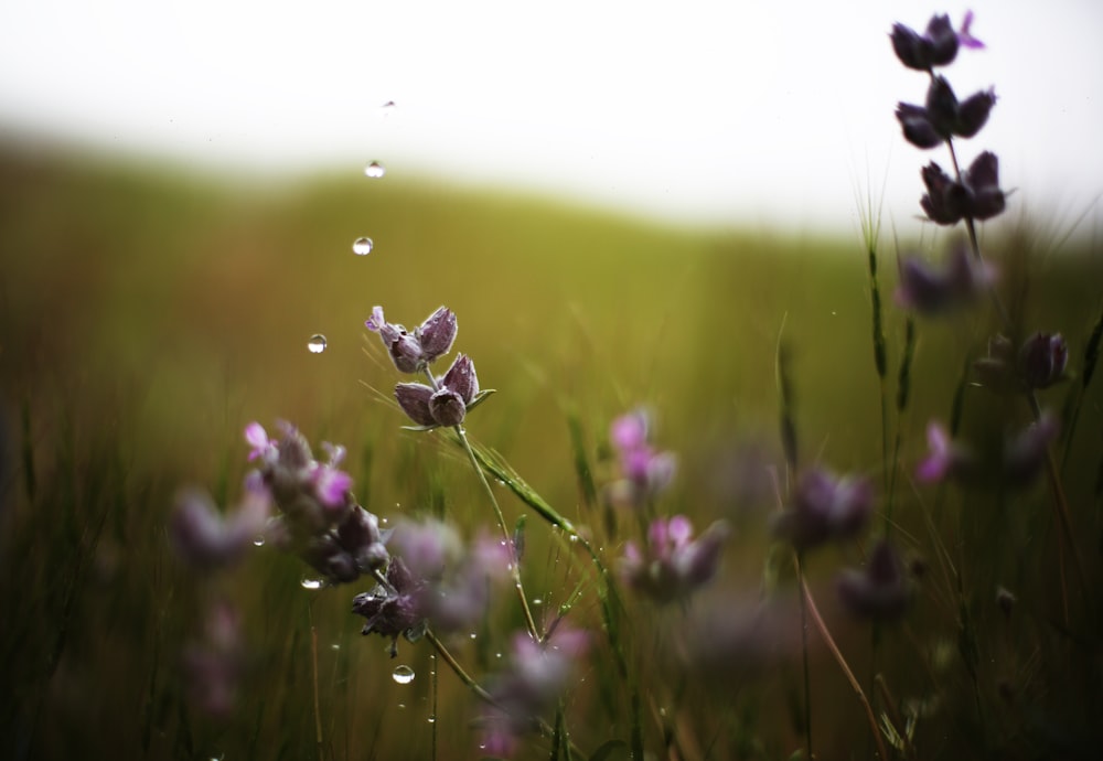 water drops on purple petaled flowers