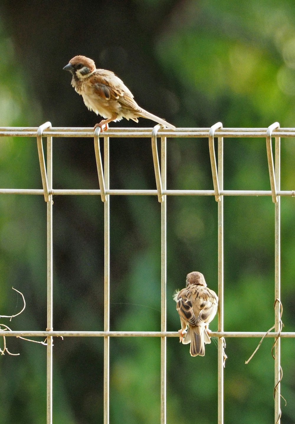 two brown sparrow birds on white metal fence