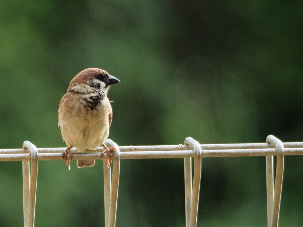 white and brown bird