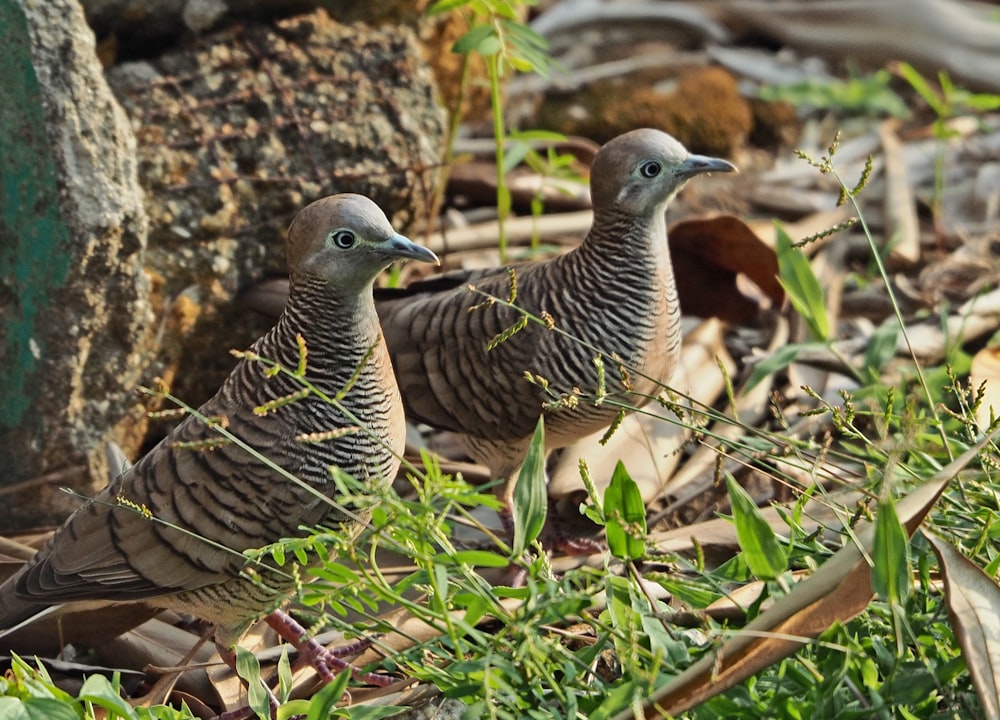 zwei graue Vögel auf Gras