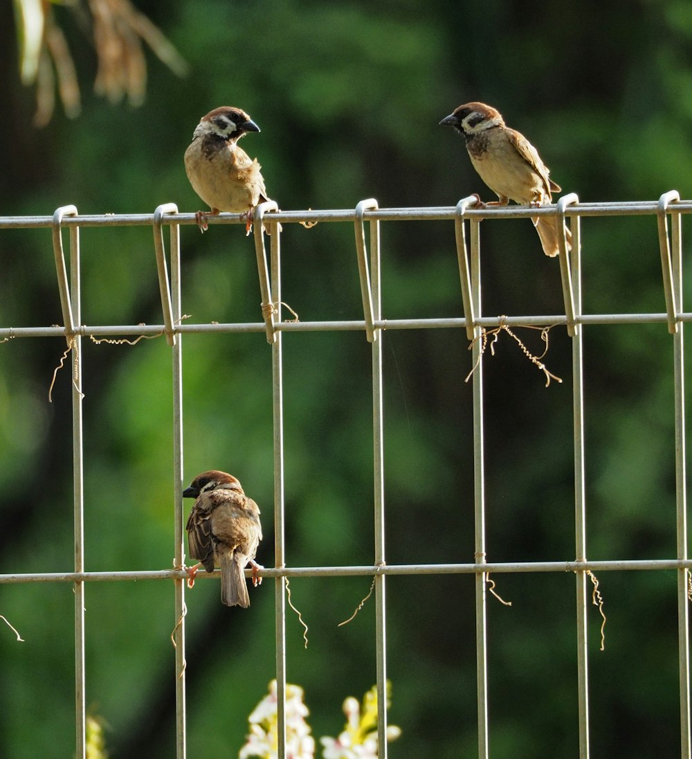 three brown sparrow birds on fence