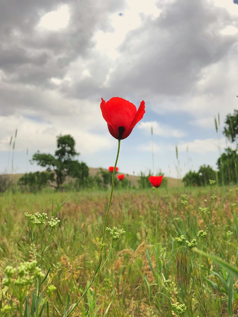 red petaled flower