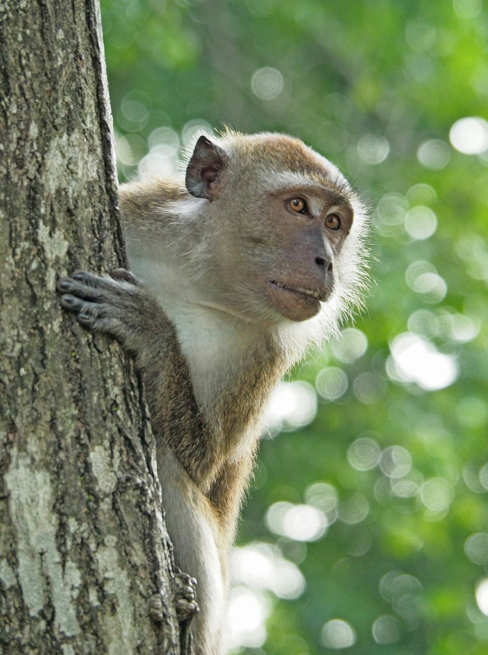 brown monkey climbing tree