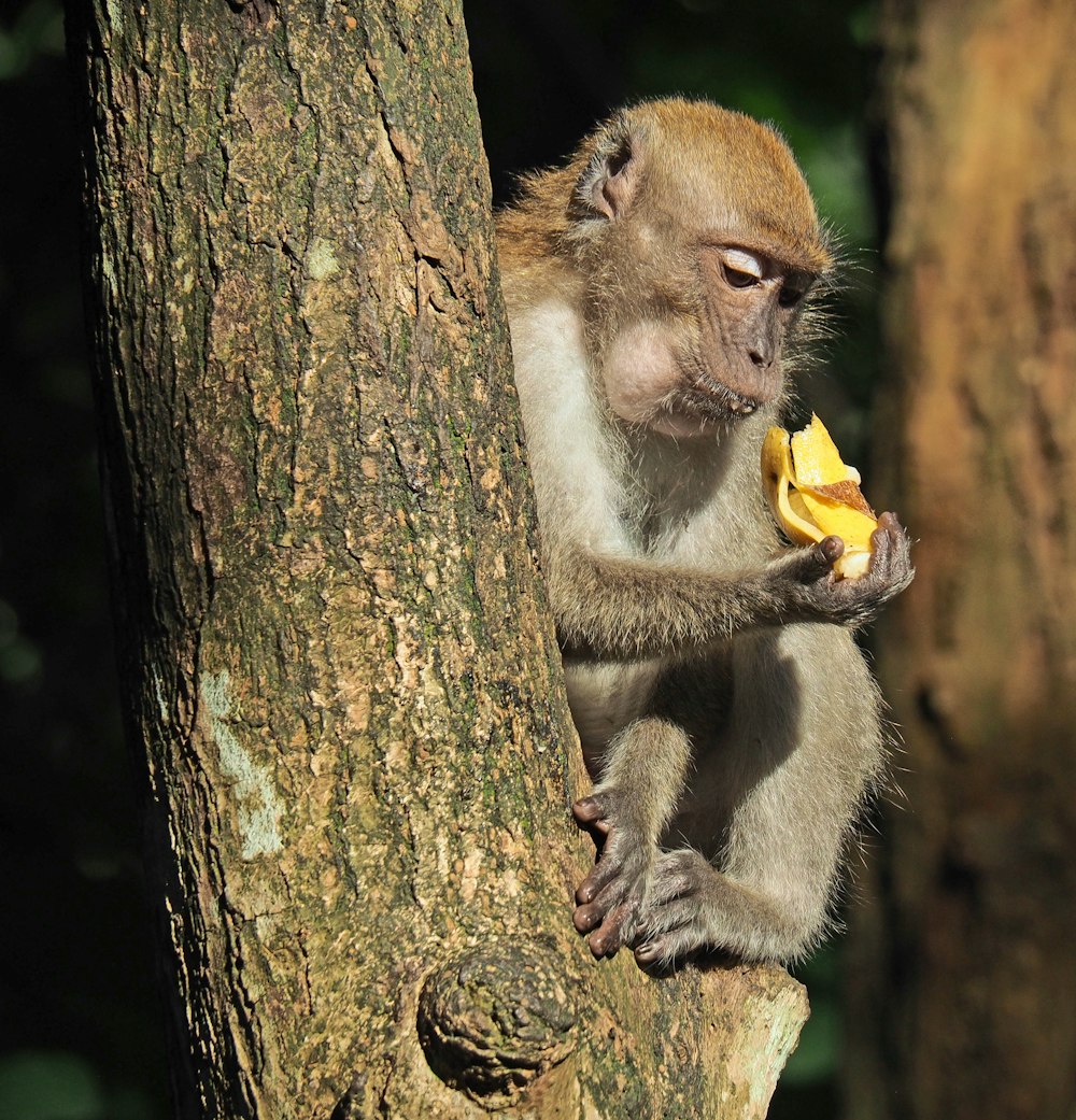 Mono comiendo plátano