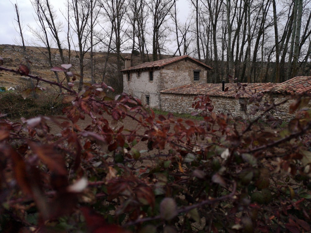 Casa de concreto marrom ao lado de árvores altas e nuas durante o dia