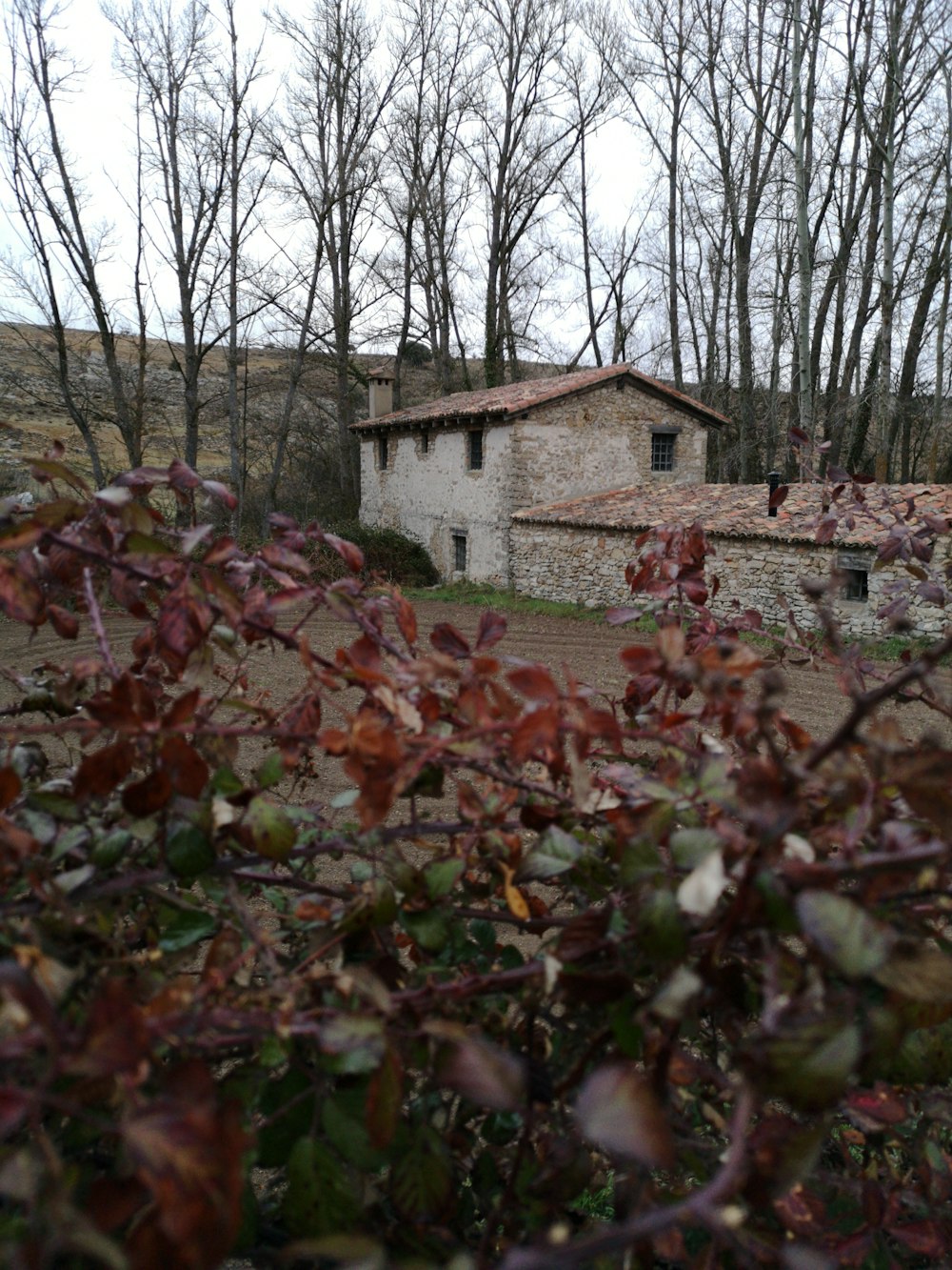 Árvores nuas perto de casa de 2 andares