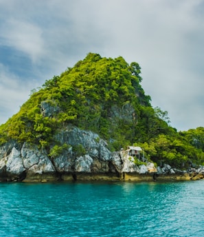 green trees on cliff