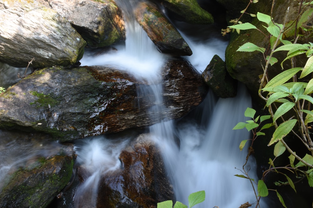 plants growing near waterfalls