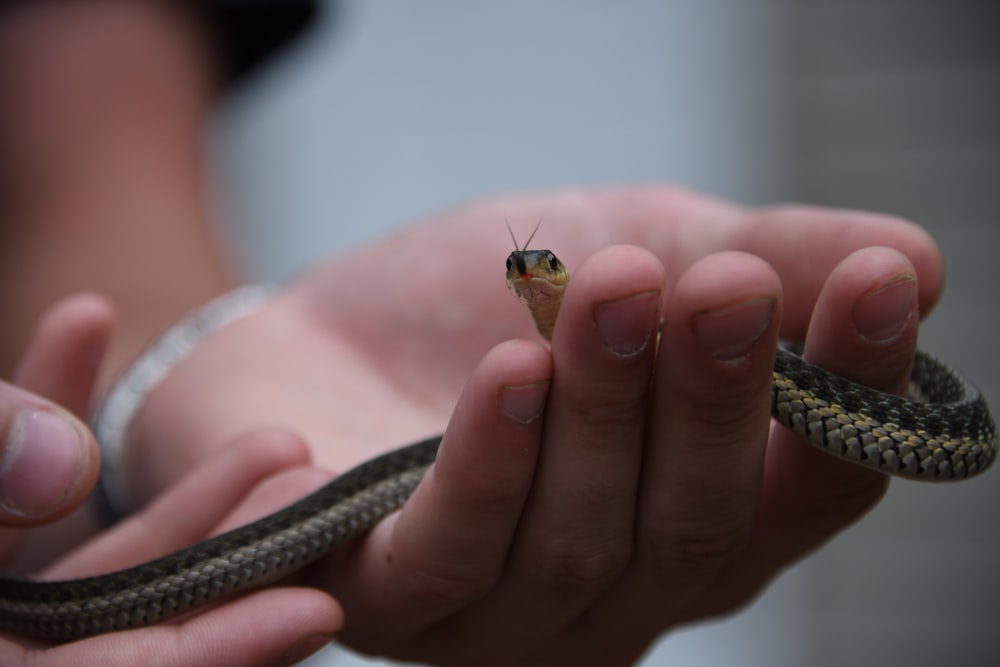 grey snake on human hand