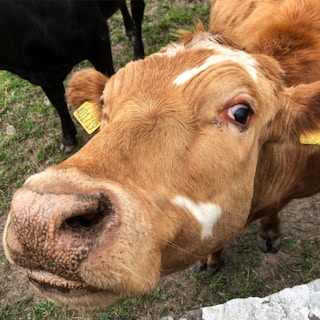 brown cow