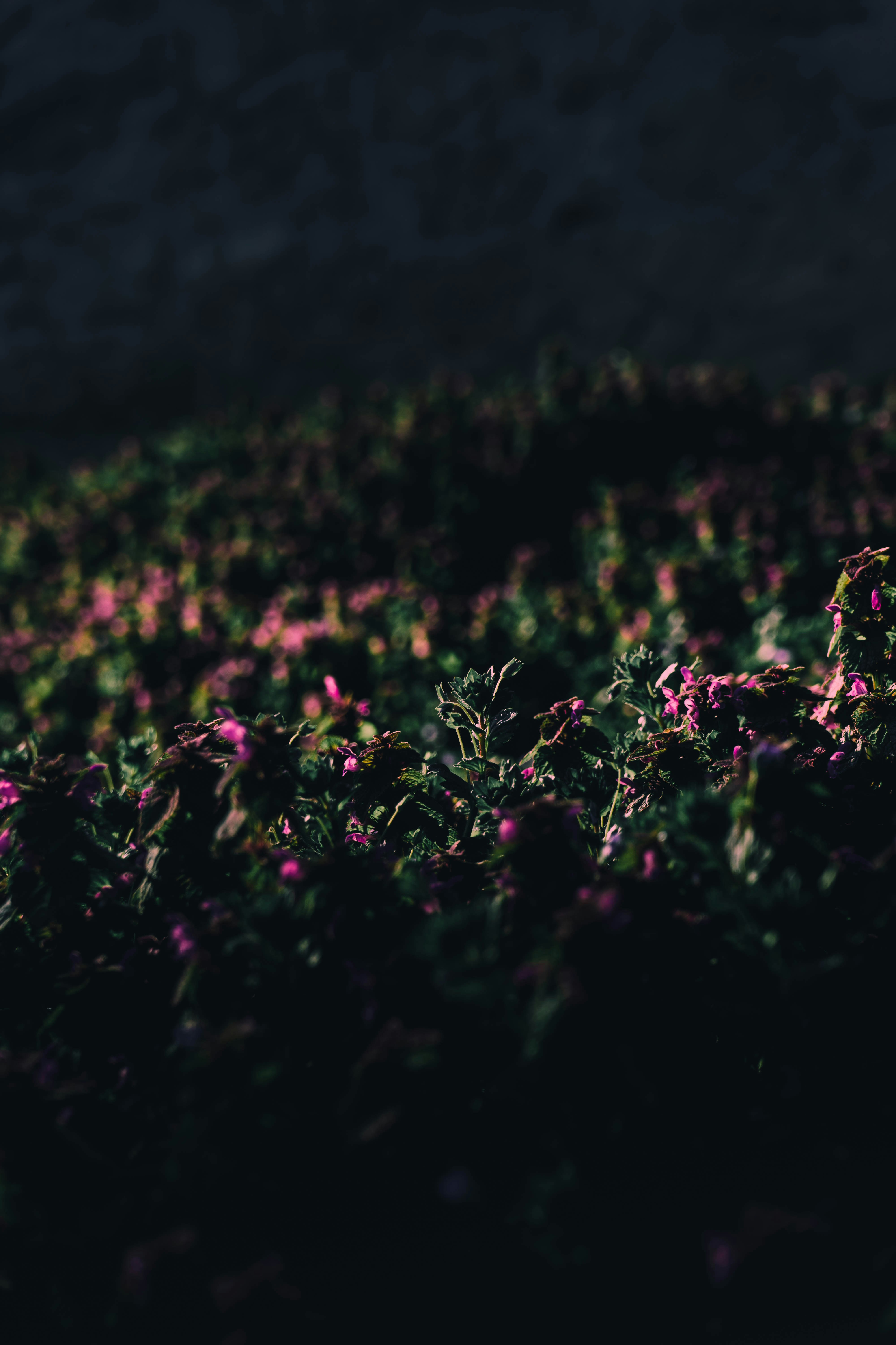 Photo by virussinside